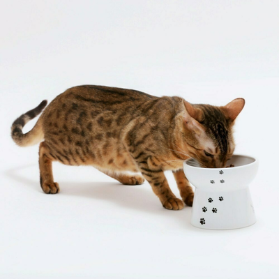 Raised Cat Food Bowl Large